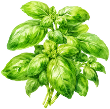 Basilic — Citron