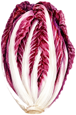 Chicorée — Frisée
