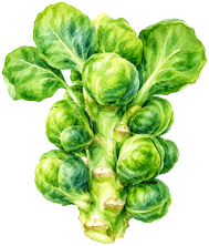 Chou de Bruxelles
