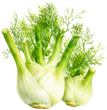 Fenouil (bulbe)